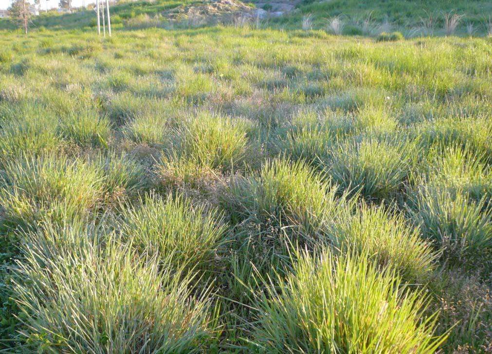 triticoides California Meadow Barley