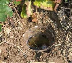 Pitfall traps Passive Catches and kills whatever falls into it Advantages Inexpensive Can last for several seasons (with maintenance) Easy to check Disadvantages