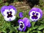 51 South University Provo, UT 84601 801-851-8460 Pansies are among the most popular garden flowers today. They exhibit a wide range of colors, markings and sizes.