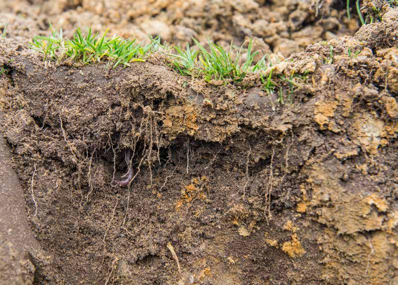 MICROBIAL SOIL CONDITIONERS A diverse and active soil life is the best guarantee for a