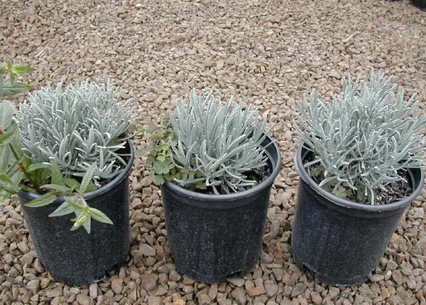From left to right, observe weed growth and lavender growth in