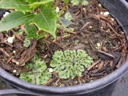 corniculata), liverwort (Marchantia