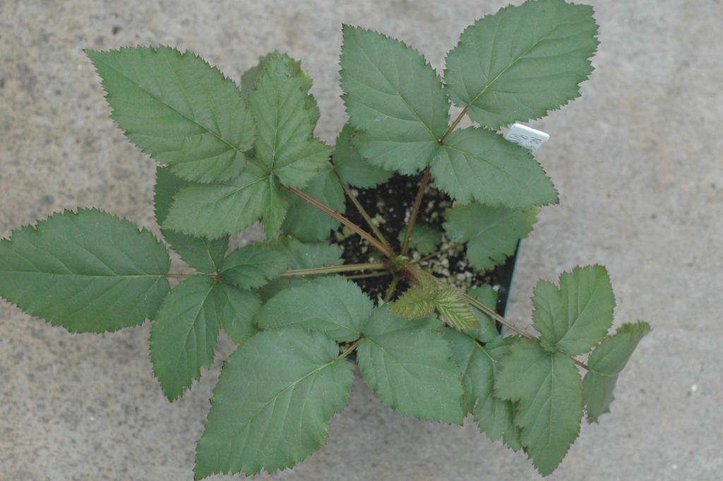 Fig. 5. Micropropagated blackberry selection NC 534 in the MPU greenhouse at NCSU. References: Anderson, W.C.1980.