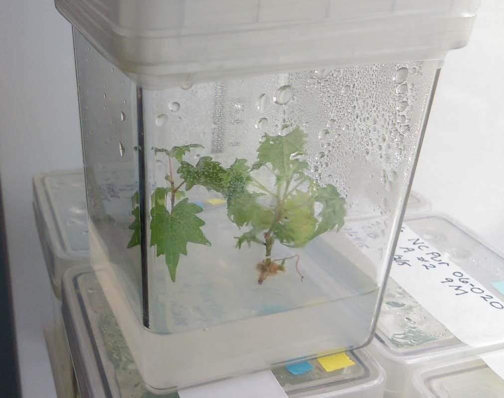Tissue Culture for Muscadines?