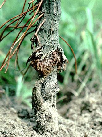Crown Gall Bacteria (Agrobacterium tumefaciens) Muscadines are commonly infected Fleshy,