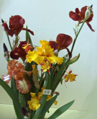 mid season. In 1997, it received an Honorable Mention award from the American Iris Society.
