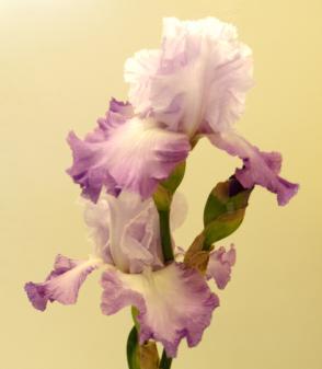 instructions on how to divide and replant your irises. Barry Golden s demo, July 14 at 6:30 p.m. is just the ticket.