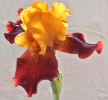 After following Barry s culture guidelines you should have wonderful large clumps of iris to