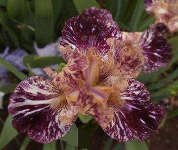 hybridized by Brad Kasperek, huge, blooming iris in raised beds, and iris in a home garden surrounded by plantings of roses, fruit trees and so many beautiful flowers I couldn t begin to name them