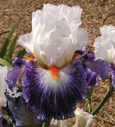 5 The Bearded Family of Iris This article is written for our friends and members who are new to the world of iris. Each month we will focus on a specific genus. Next month will be Louisiana s.