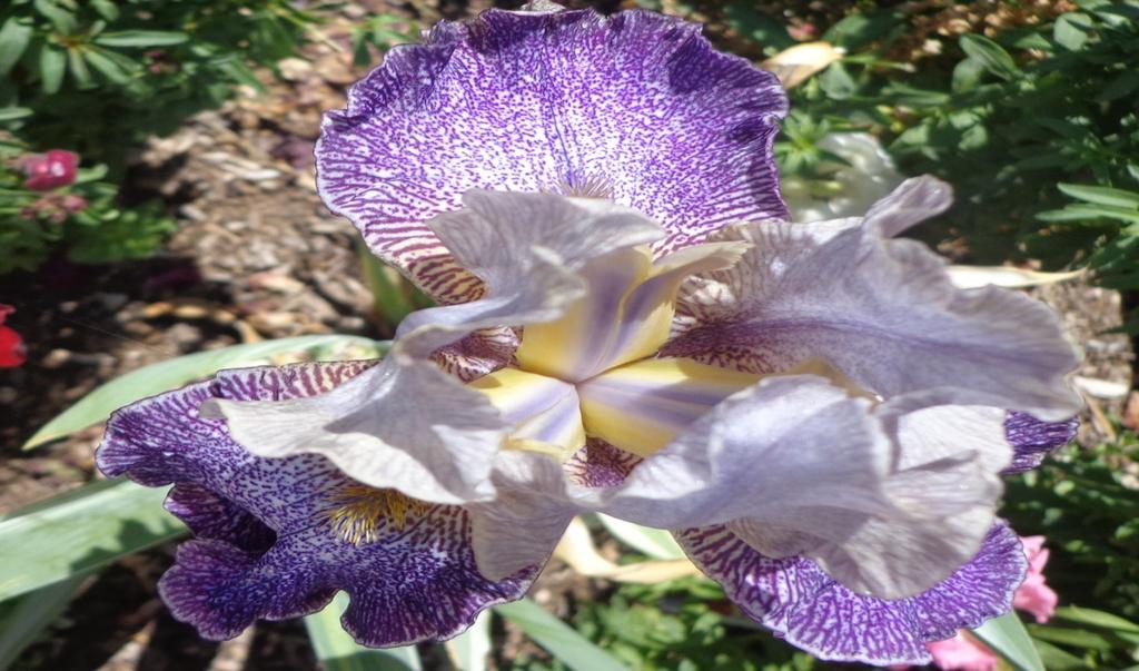 8 Dots and Splashes was featured in our April issue as one of the iris being grown in our Test Iris Program TIP. I thought you might like to see how this 2015 iris is doing in the heat of Yuma.