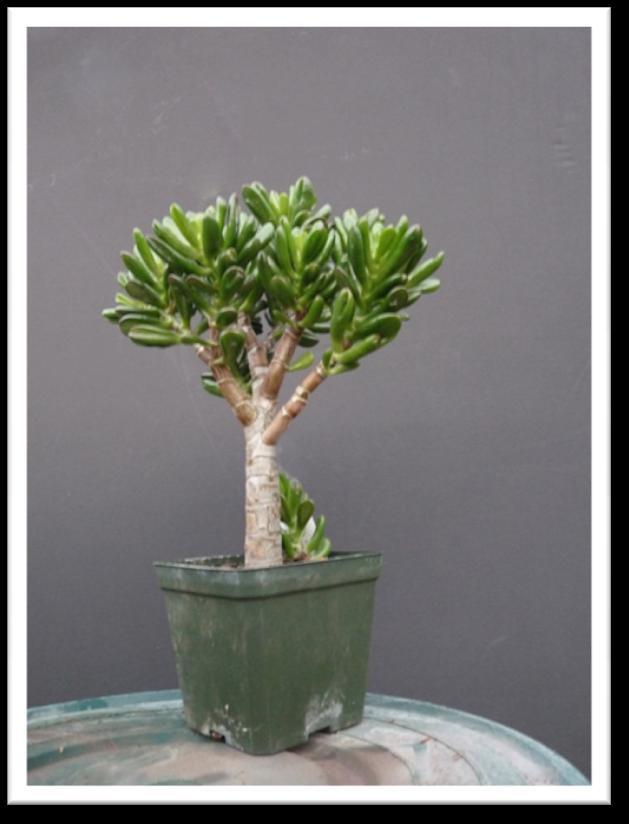 My just-created Crassula bonsai: The Vancouver Island Bonsai Society This becomes this Bonsai created from house plants and succulents may not
