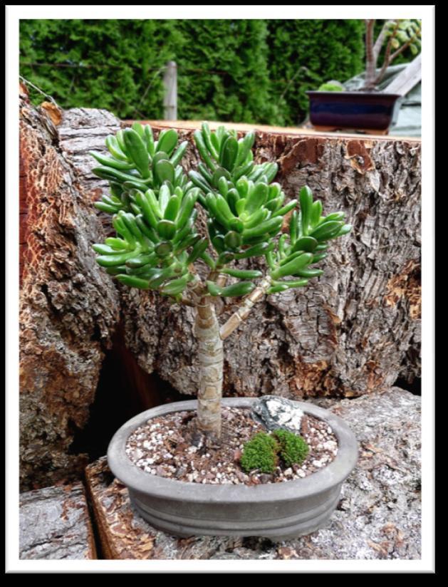 The little trees pictured here are fun to create and can easily lend that bonsai aura to a number of indoor locations.