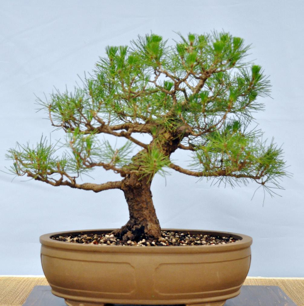 knowledge and skill in the arts of bonsai. The Society holds regular meetings, twelve months a year, on the second Wednesday of each month.