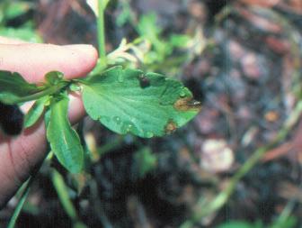 A L A B A M A A & M A N D A U B U R N U N I V E R S I T I E S ANR-1214 Diseases of Pansies and Their Control Leaf Spot Diseases There