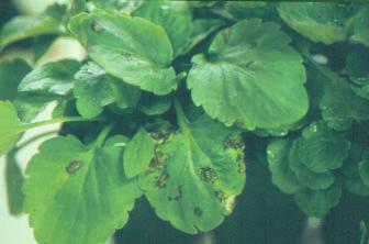 Anthracnose, caused by Colletotrichum gloeosporioides, and Cercospora leaf spot, caused by Cercospora violae, each causes severe