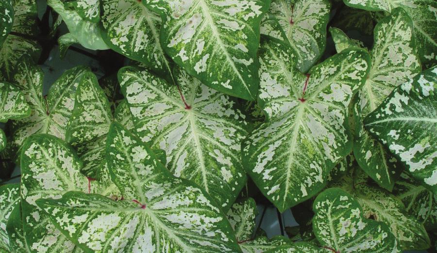 ENH 965 1 Z. eng and B. K. Harbaugh 2 Caladiums (Caladium x hortulanum) are popular ornamental plants. They are members of the Araceae family and originated in the New World tropics.