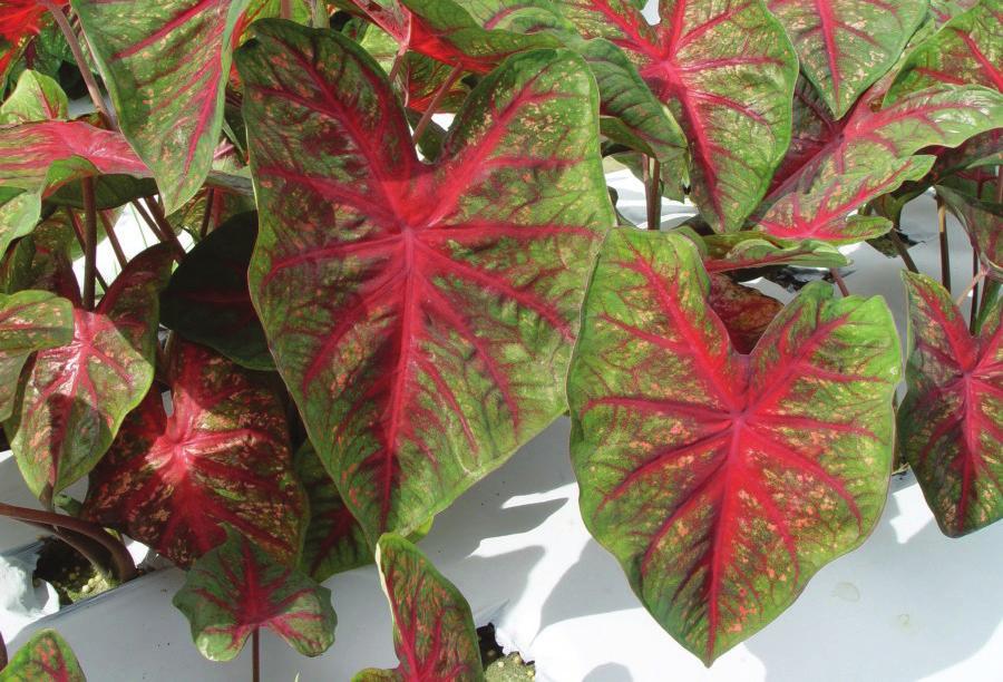 Rosalie, the two major commercial red lance-leaf cultivars.