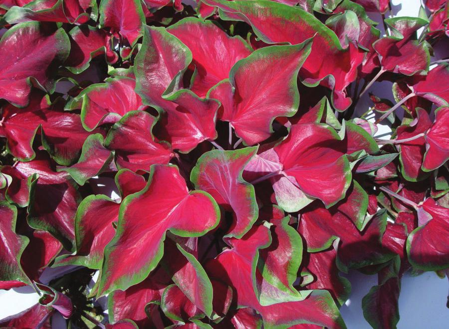 Florida Red Ruffles Pink Lance-Leaf Type Florida Sweetheart (Figure 12) produces many wide lance leaves with a