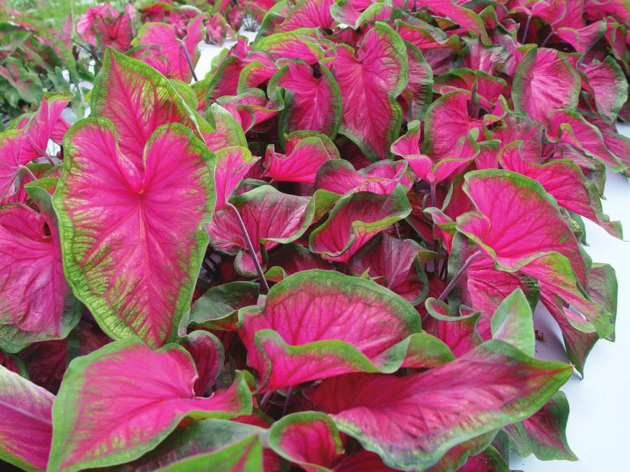 Wilfret, G.J. 1991. Florida Elise: A pink caladium for landscape and containers.