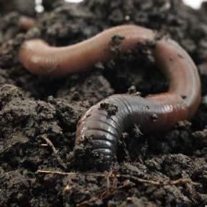 This is mixed into the soil by macro organisms (soil animals) such as worms and beetles. Soil horizons are less distinct when there is much soil organism activity.