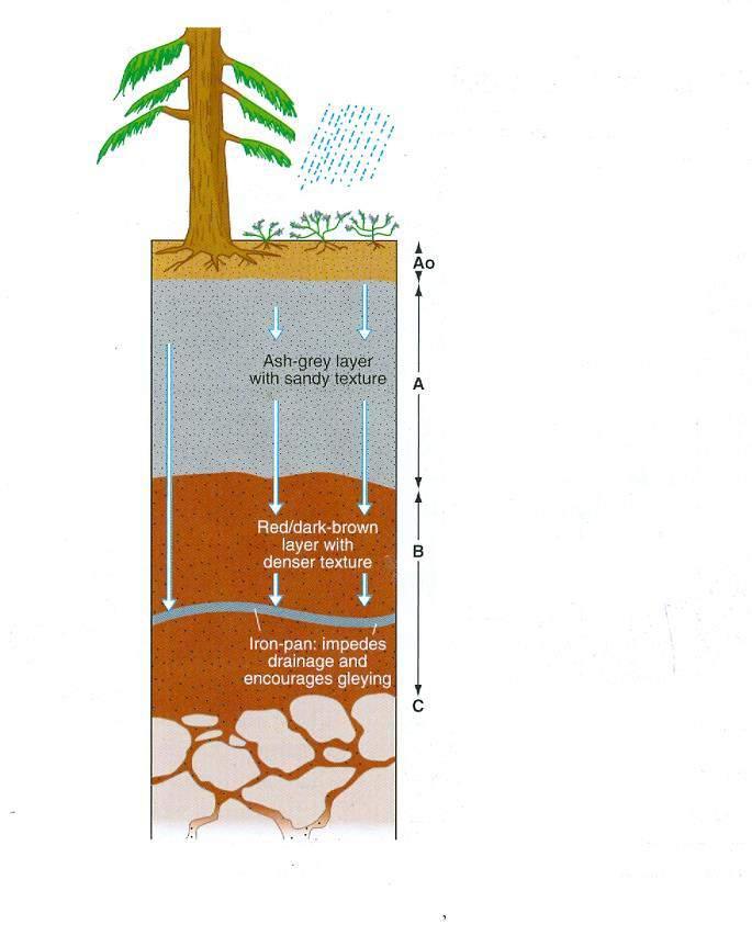 PODZOL Draw a copy of the podzol soil profile shown here. Don t worry about adding the labels yet. We ll add them together shortly!
