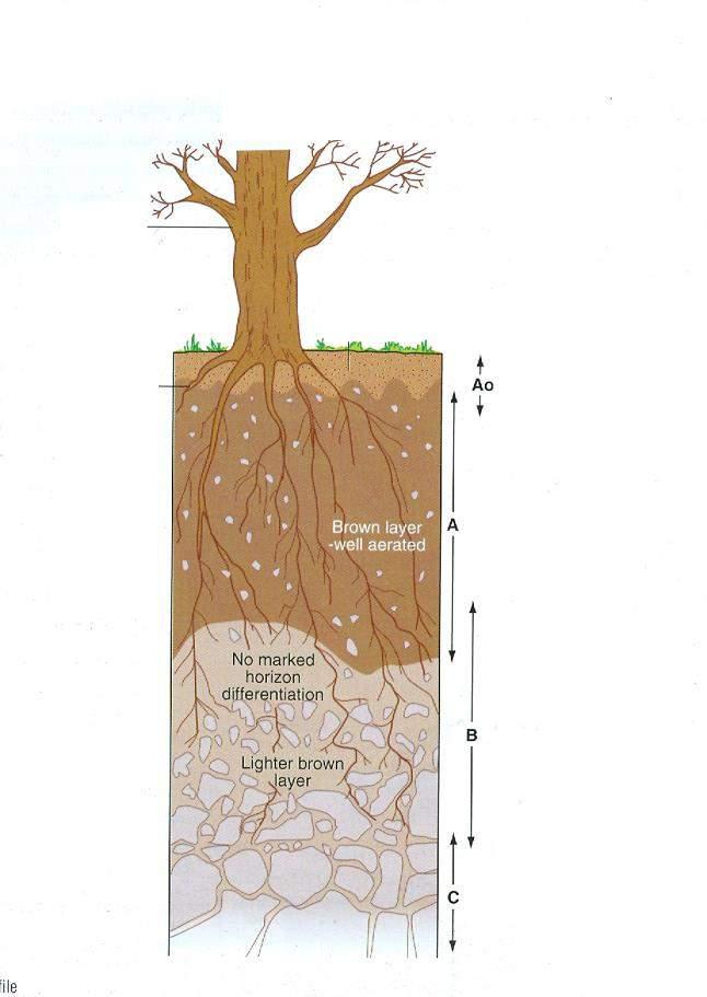 BROWN EARTH Draw a copy of the Brown Earth soil profile shown here. Don t worry about adding the labels yet. We ll add them together shortly!