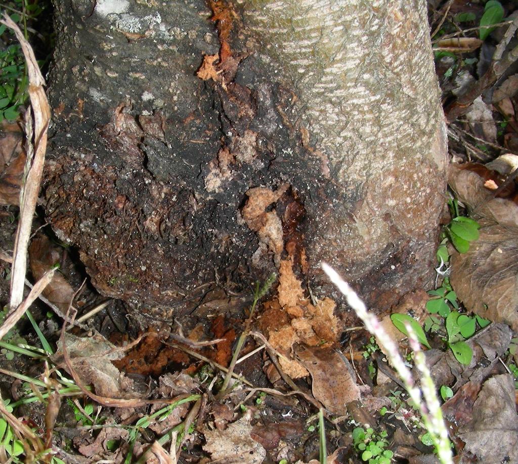Borer entry point with frass Borer exit hole BORERS Dogwood Borer can cause severe damage and often death to a tree during the first 10 years.