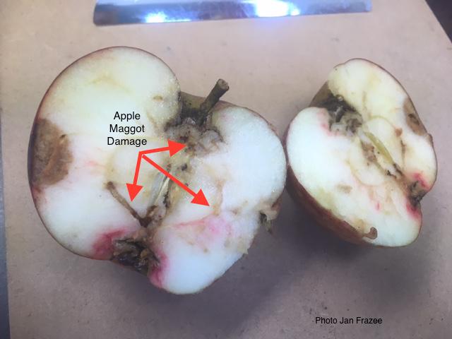 APPLE MAGGOT larva marbles the fruit with fine trails. This is the classic wormy apple that drops off the tree early. July 1st through end of August is the time to monitor and trap them.