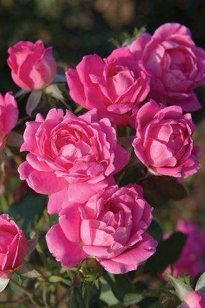 Most roses are typically very susceptible to diseases and pests and can often defoliate and struggle to thrive.