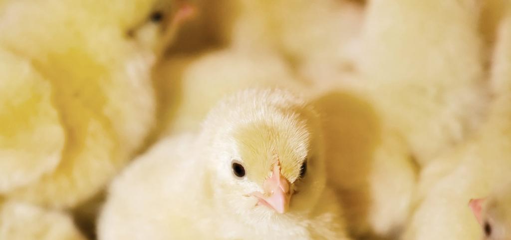The Starting Point for the Best Chicks in the World In commercial and breeder production, the Avida Single Stage Incubation System is the leader in reliability, high hatchability, bio-security and