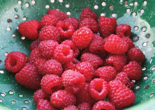 Raspberry plants are relatively easy to grow, and are hardy and productive in most of Iowa. If given proper care, a 100-foot-long row of red raspberries can produce 100 to 150 pints of fruit.