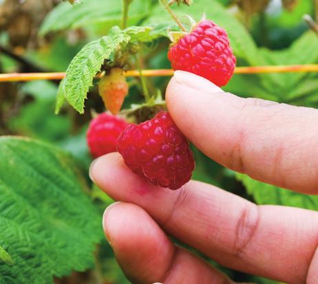 A raspberry plant survives and produces fruit for many years. However, individual canes live only two growing seasons and then die.