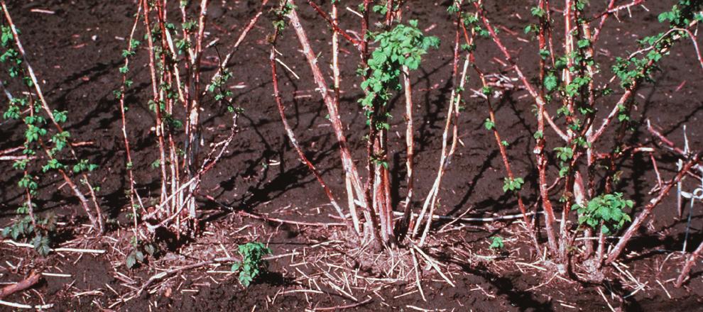 Plant Material and Sources Purchase virus-free raspberry plants from a reliable garden center, nursery, or mail-order company. Plants obtained from an old patch are often diseased.