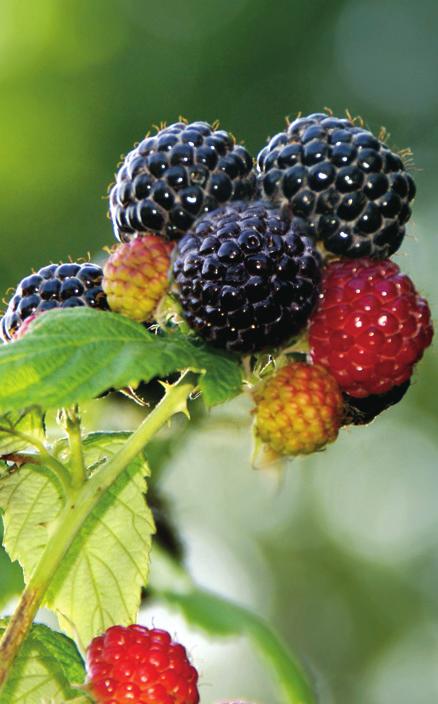 Cut back the lateral branches to 12 inches in length for black raspberries and 18 inches for purple raspberries.