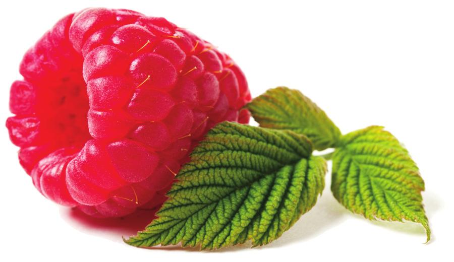 Harvesting Raspberries are ripe when the fruit is fully colored. Ripe berries slip easily from the receptacles, which remain on the plant.