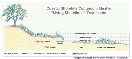 Living shorelines: An alternative approach Aim to optimize natural functions of the shoreline, while