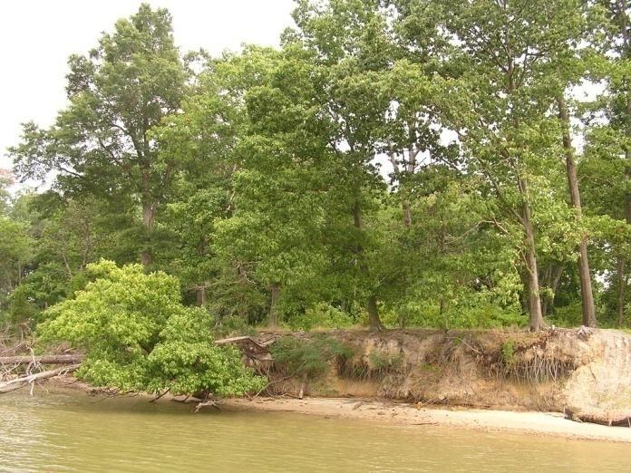 large tree falls - > 30 feet - Grade bank and use good upland