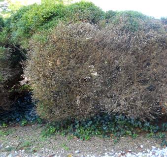 New Boxwood Blight Detection in a Maryland Landscape We confirmed the presence of boxwood blight (caused by the fungus Calonectria pseudonaviculata, syn.