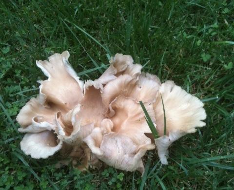 Mushrooms after recent rains Photos: Connie Bowers, Garden Makeover Company Beneficial of the Week, Paula Shrewsbury Who is eating those stinking bugs?