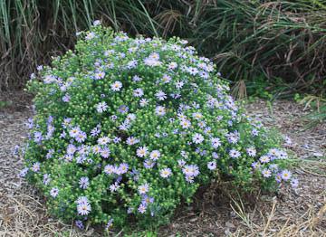 The plants are cold hardy from USDA zone 4-8 and can be planted in containers, in rock gardens or in the front of perennial beds.
