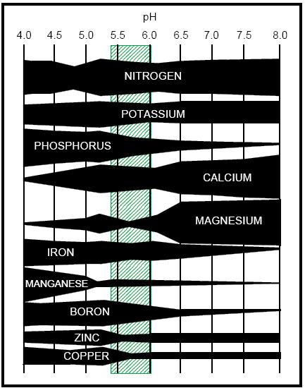 Problems with High ph At high media ph the low solubility of phosphorus, iron, manganese, zinc, and boron (see figure below) makes these nutrients less available to be taken up by roots and so