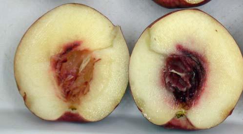 Pears also have superficial scald inhibited by 1-MCP, although some can develop after the inhibition of ripening wears off (Ekman et al. 2004).