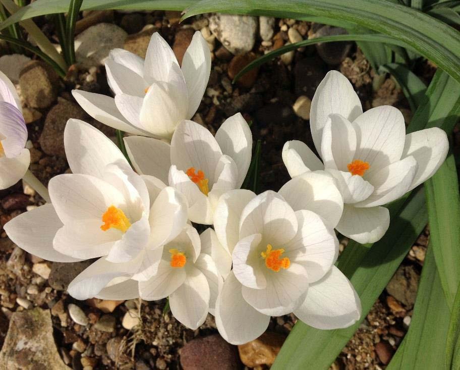 A promising white C. vernus tommasinianus with 4 4 segments, returned from the RHS Wisley Crocus Trial a few years ago as an interloper in none of the stocks I submitted.
