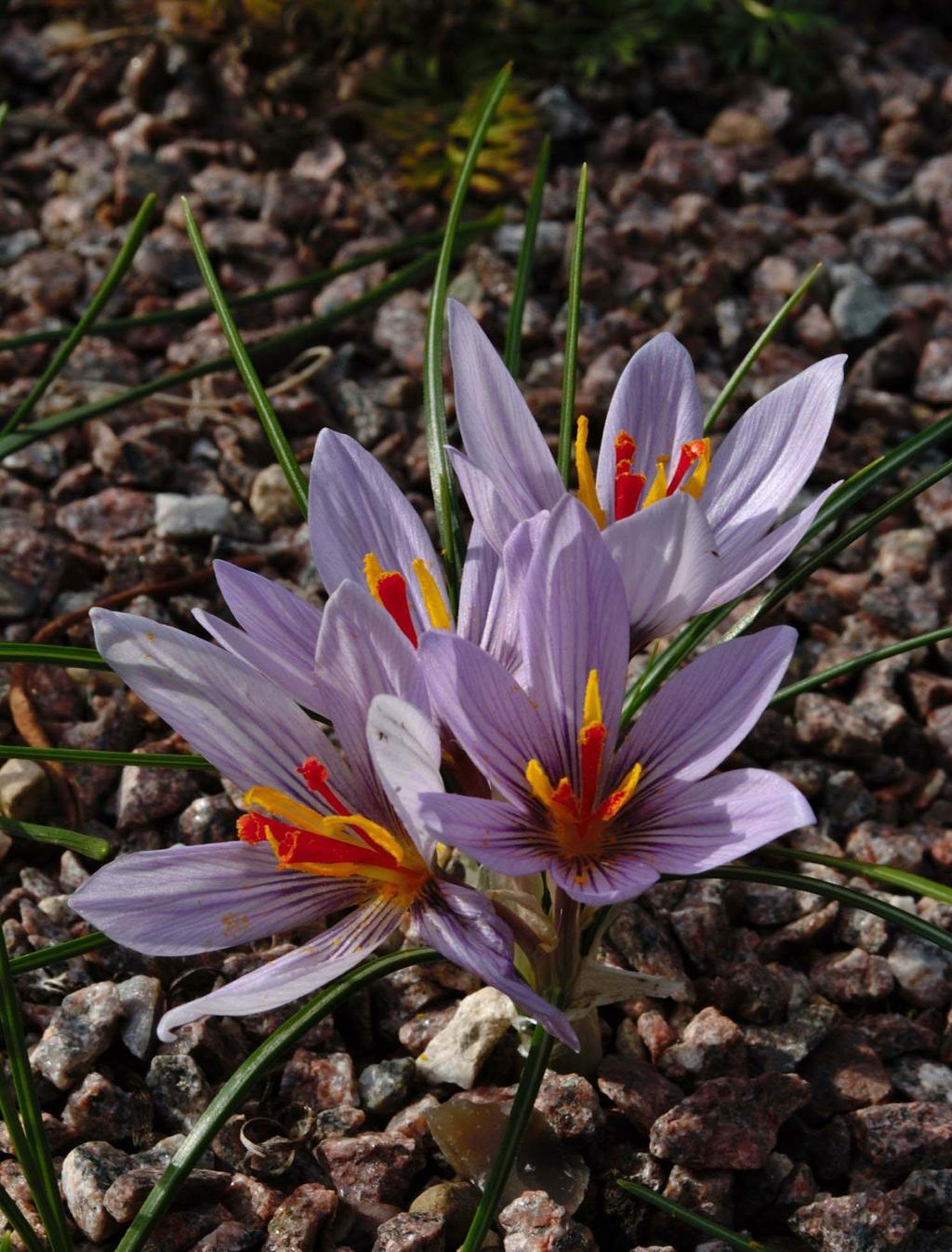 Crocus cartwrightianus planted outside in a