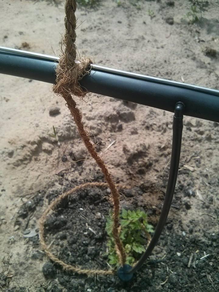 Close up of clove hitch knot securing coir twin to horizontal black irrigation line,