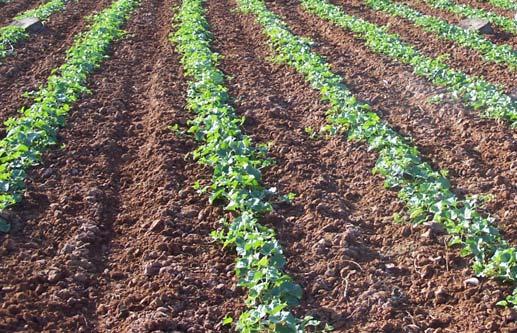 Direct sowing or transplanting is done at a spacing of 1.5 m along the laterals and 30 cm interval in the raised bed single row system, using ropes marked at 30cm spacing.