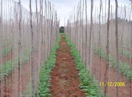 iv. Intercultivation Irrigation: is given @ hour per day through drip irrigation.