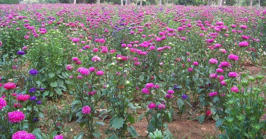 vi. Fertigation For aster, a dose of 100:200:200 kg NPK/ha is applied through the cropping period in split application as per the schedule given in annexure.