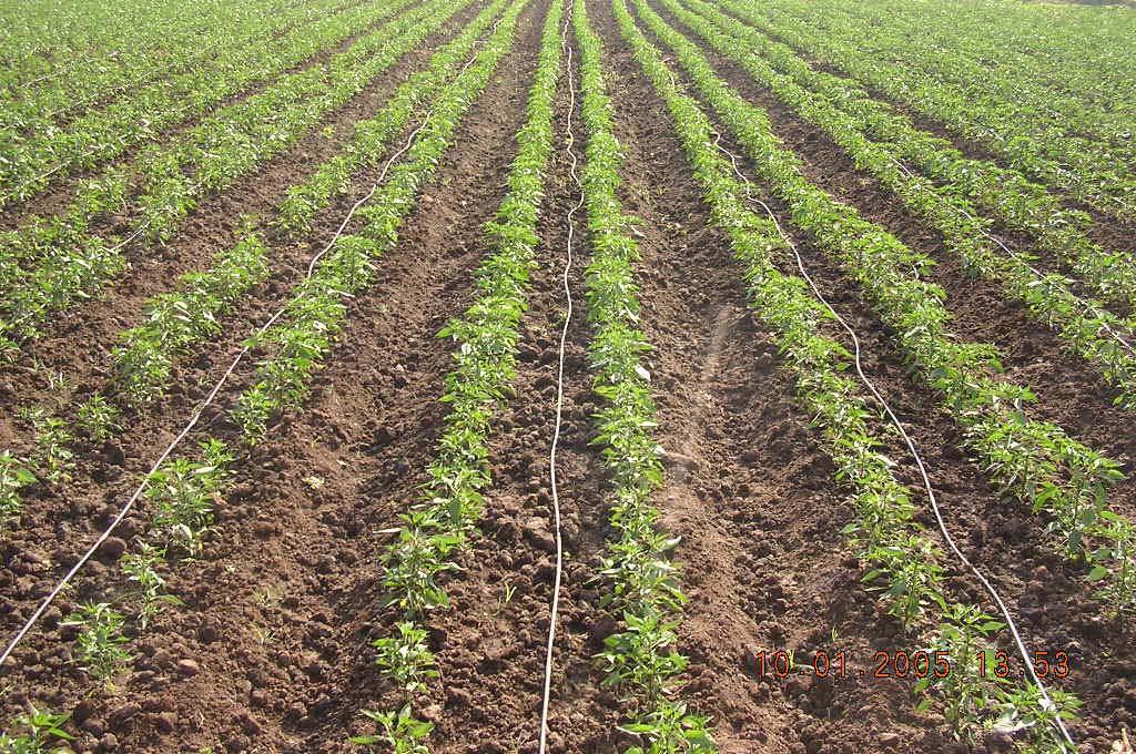 marked ropes at 45 cm spacing. 35 days old seedlings are dipped in 0.5 % solution of Pseudomonas fluorescens for 30 minutes and are transplanted in the main field.